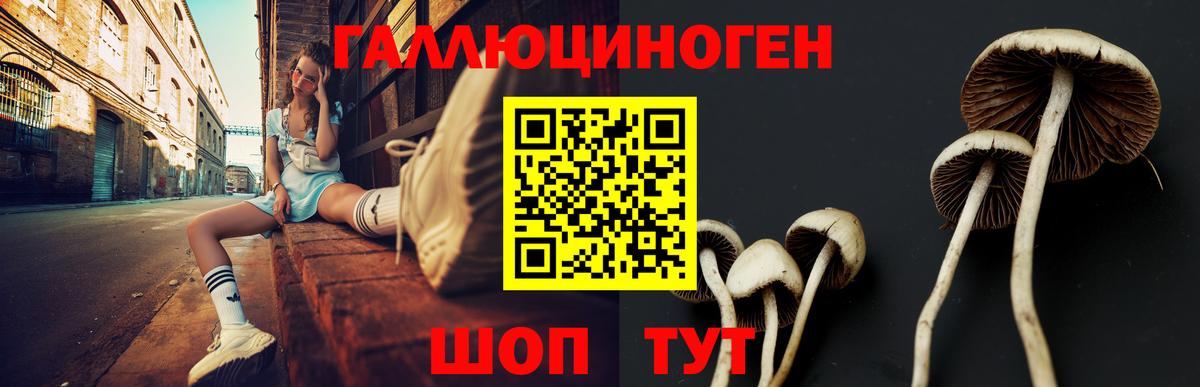 Псилоцибиновые грибы Psilocybine cubensis Узловая